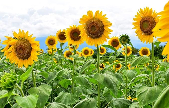 American Giant Sunflower Helianthus annuus Seeds for Planting in Vegetable Patch & Garden