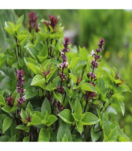 Basil Seeds for Planting