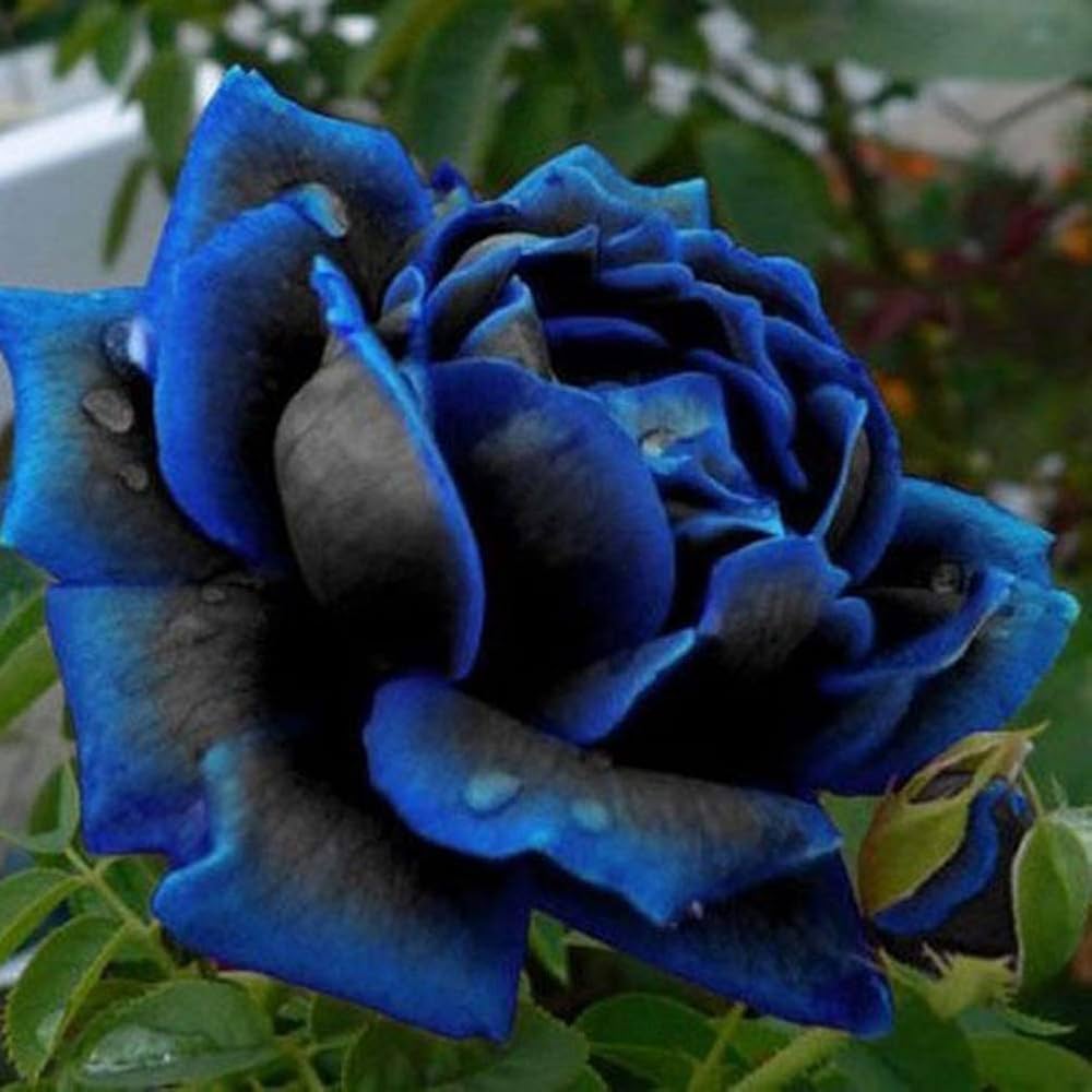 Black Blue Rose Flower Seeds for Planting Pollinator Friendly Heirloom & GMO Free Seeds for Home Garden
 
 Sale