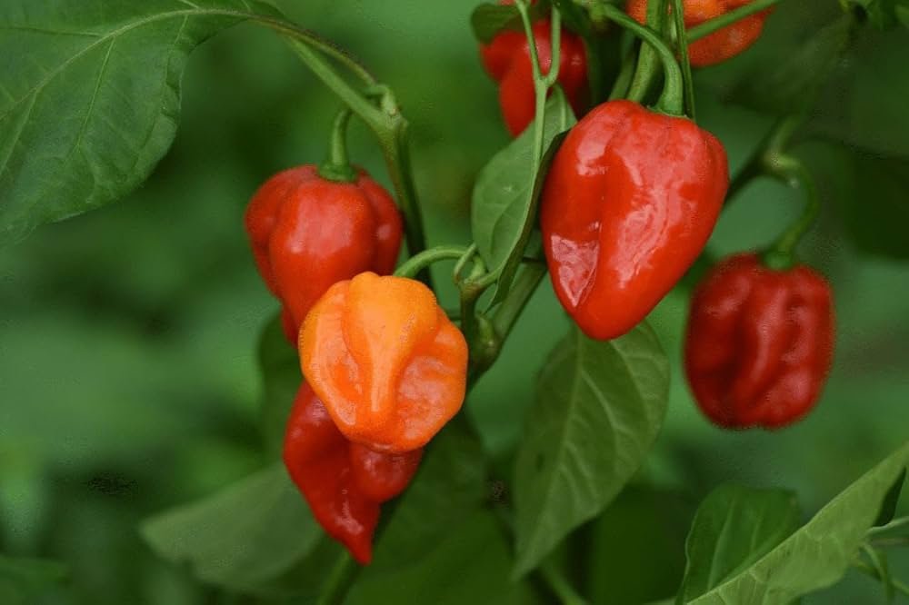 Aji Cubano Dulce Cachucha Pepper Seeds for Planting
