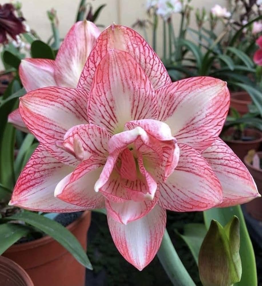 White Pink Amaryllis Flower Seeds for Planting Sun Loving Heirloom & GMO Free Seeds for Home Garden
 
 Sale