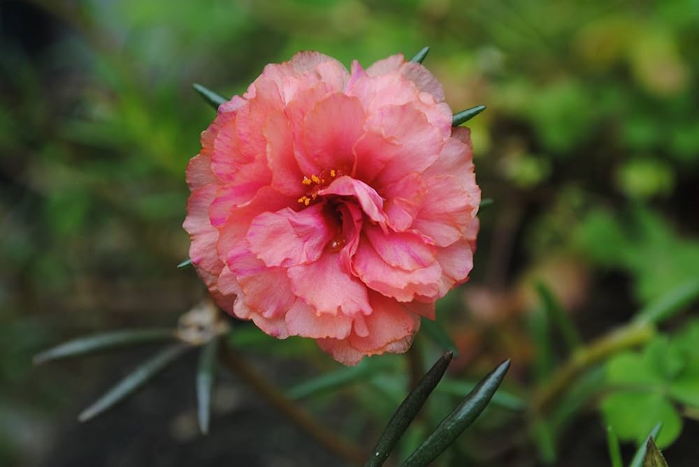 Mixed Moss Rose Purslane Double Flower Seeds