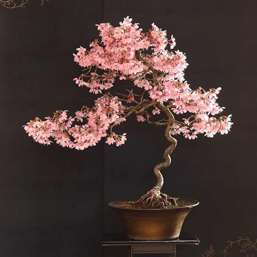 Japanese Sakura Prunus serrulata Seeds for planting in home garden