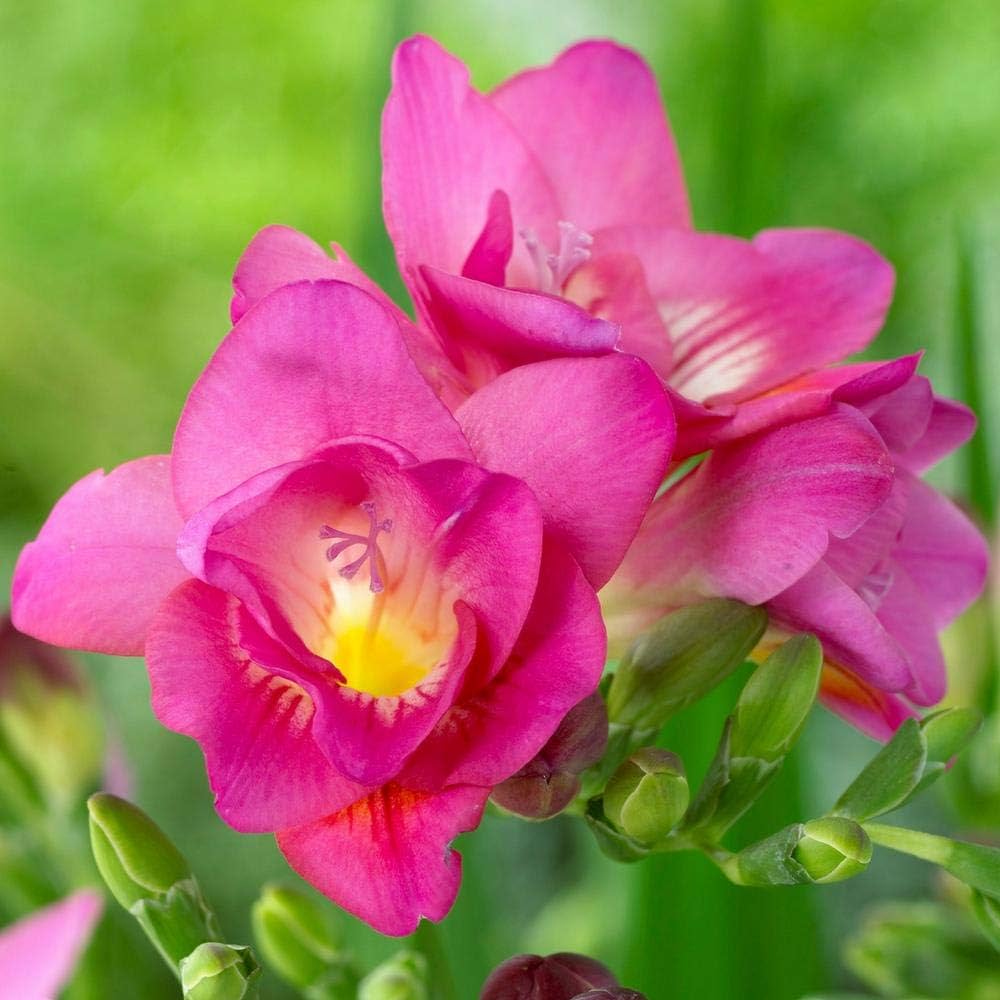 Baby Pink Freesia Flower seeds for Planting - Easy to Grow, Heirloom & GMO Free Seeds for Home Garden