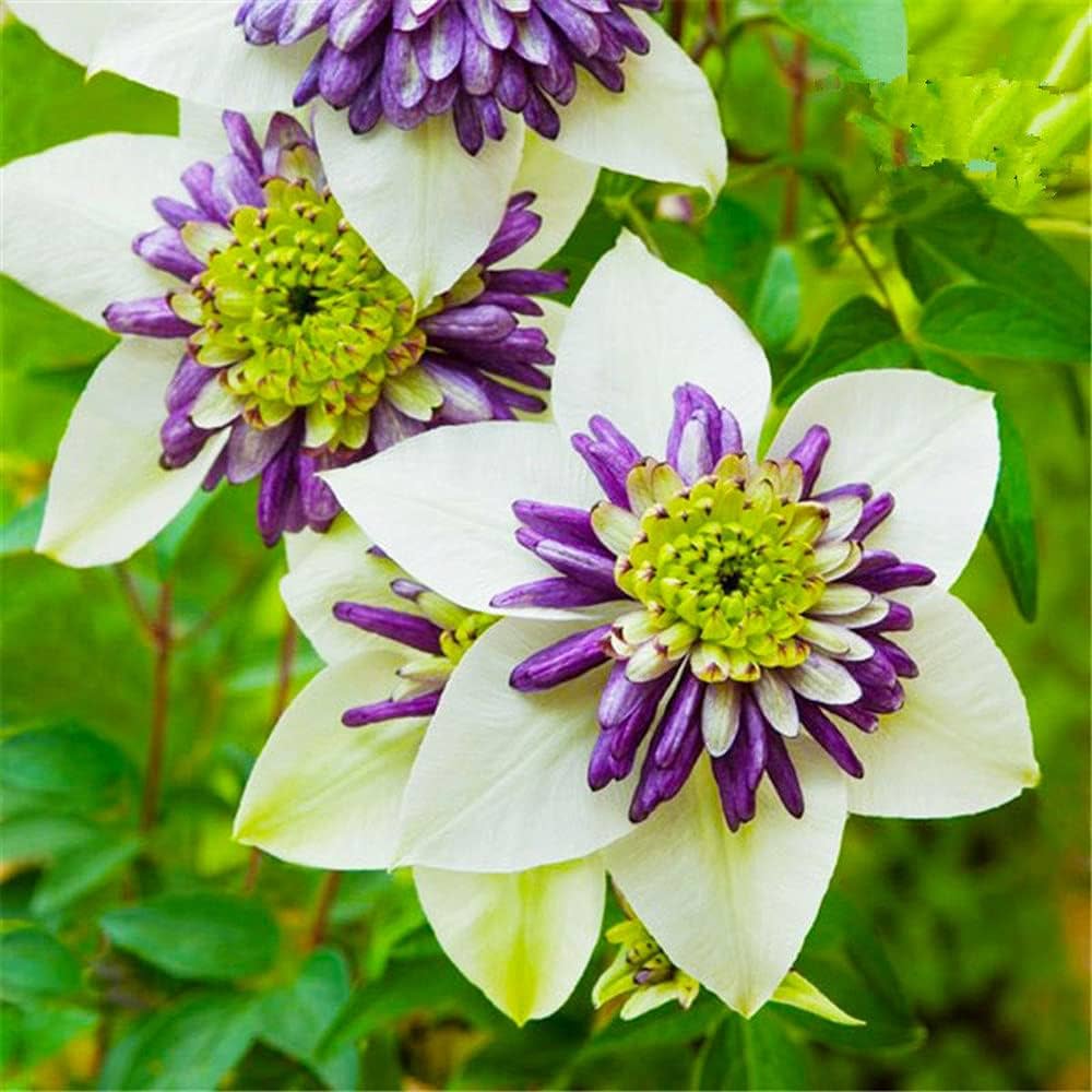 Clematis Flower seeds for Planting - Long Bloom Season, Heirloom & GMO Free Seeds for Home Garden
