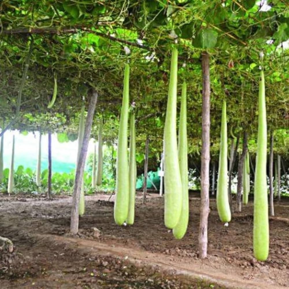 Bottle Gourd Seeds for Planting Lagenaria siceraria for vegetable patches and backyard gardens