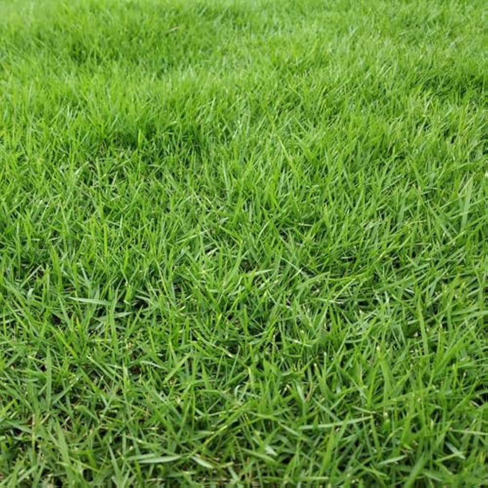 Zoysia Grass Zoysia spp. Seeds for Planting in Lawn