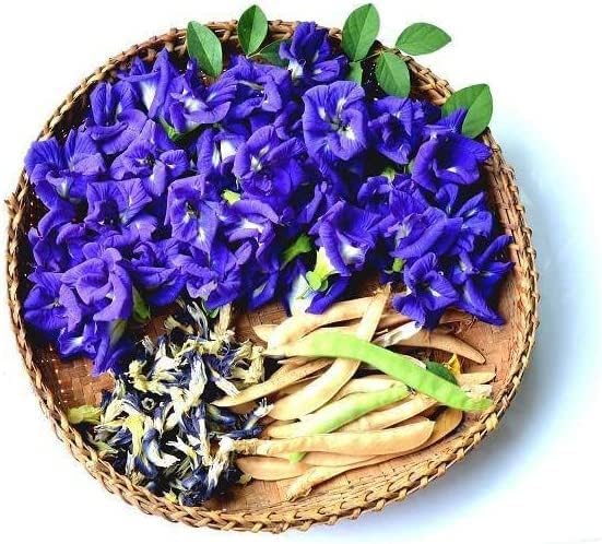Clitoria Ternatea Flower Clitoria ternatea Seeds for Planting in Flower Bed & Garden