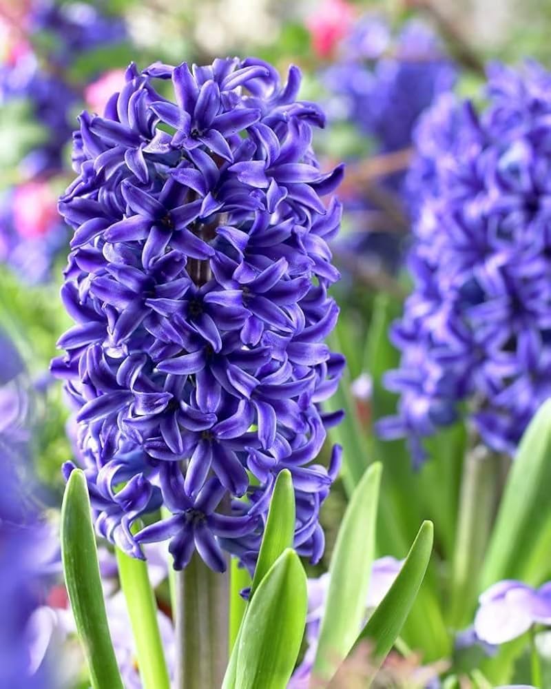 Blue Hyacinthus Flower seeds for Planting - Wildflower Mix, Heirloom & GMO Free Seeds for Home Garden