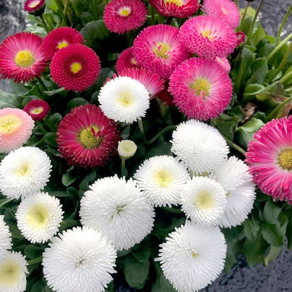 White Bellis Flower seeds for Planting - Cottage Garden Essential, Heirloom & GMO Free Seeds for Home Garden