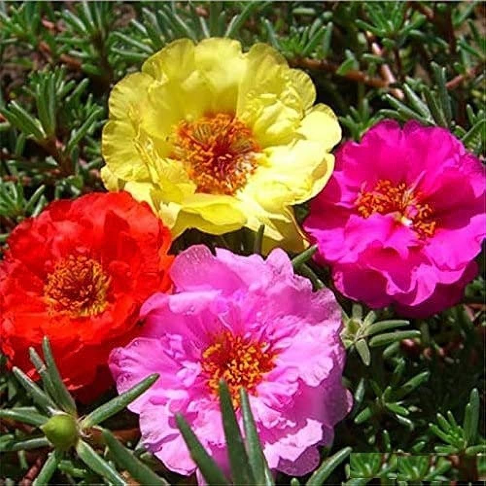 Portulaca Moss Flower seeds for Planting - Shade Tolerant, Heirloom & GMO Free Seeds for Home Garden