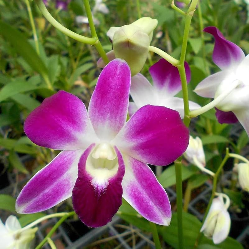 Butterfly Orchids White Violet Flower seeds for Planting - Fragrant Blossoms, Heirloom & GMO Free Seeds for Home Garden