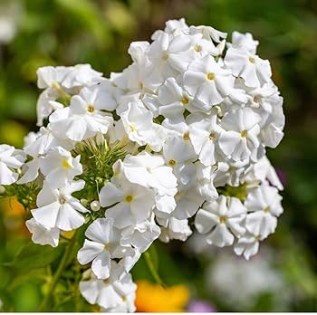 Drummondii Flower seeds for Planting - Long Bloom Season, Heirloom & GMO Free Seeds for Home Garden