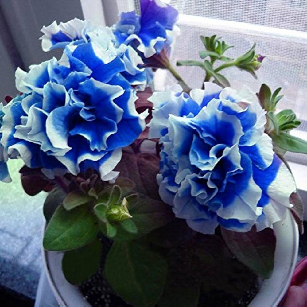 Garden Petunia Petals Flower Seeds