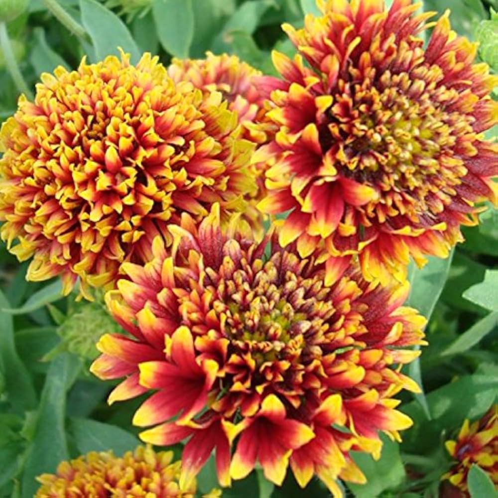 Ligularia Seeds for Planting Ligularia spp. for shade gardens and perennial flower beds