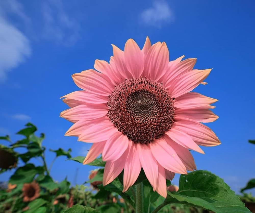 Sunflower Flower Planting Seeds Pink