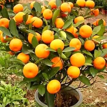 Orange Fruit Seeds for Planting - Grow Delicious Oranges