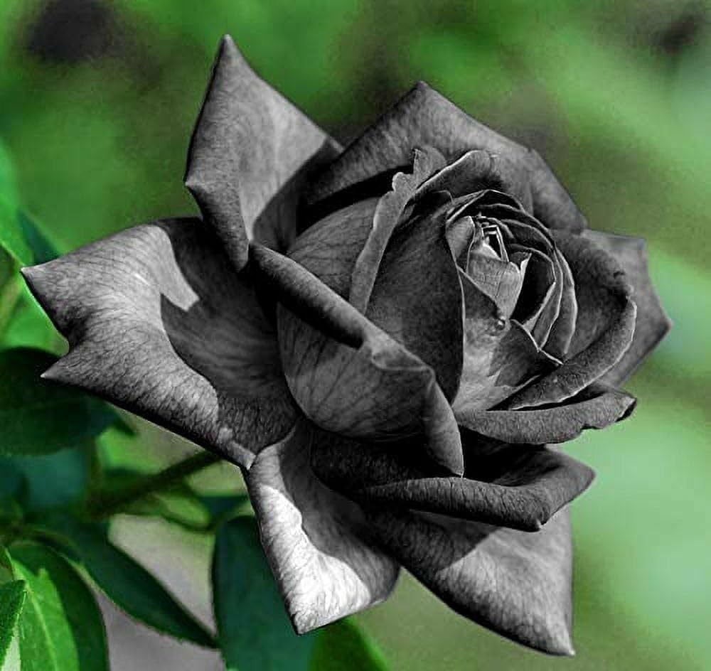 Dark Grey Rose Flower Seeds for Planting Wildflower Mix Heirloom & GMO Free Seeds for Home Garden
 
 Sale