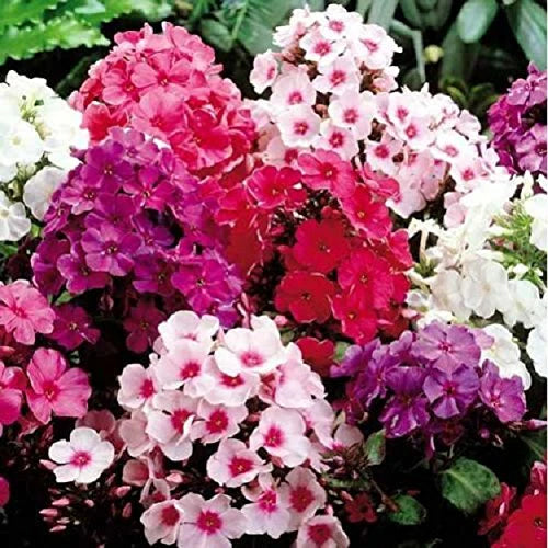 Planting Guide for Drummondii Flower Seeds