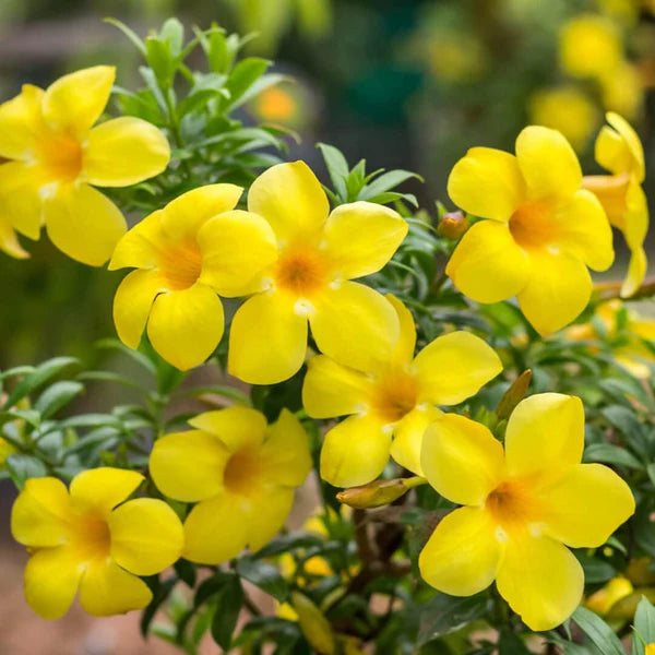 Allamanda Flower seeds for Planting Drought Tolerant Heirloom & GMO Free Seeds for Home Garden