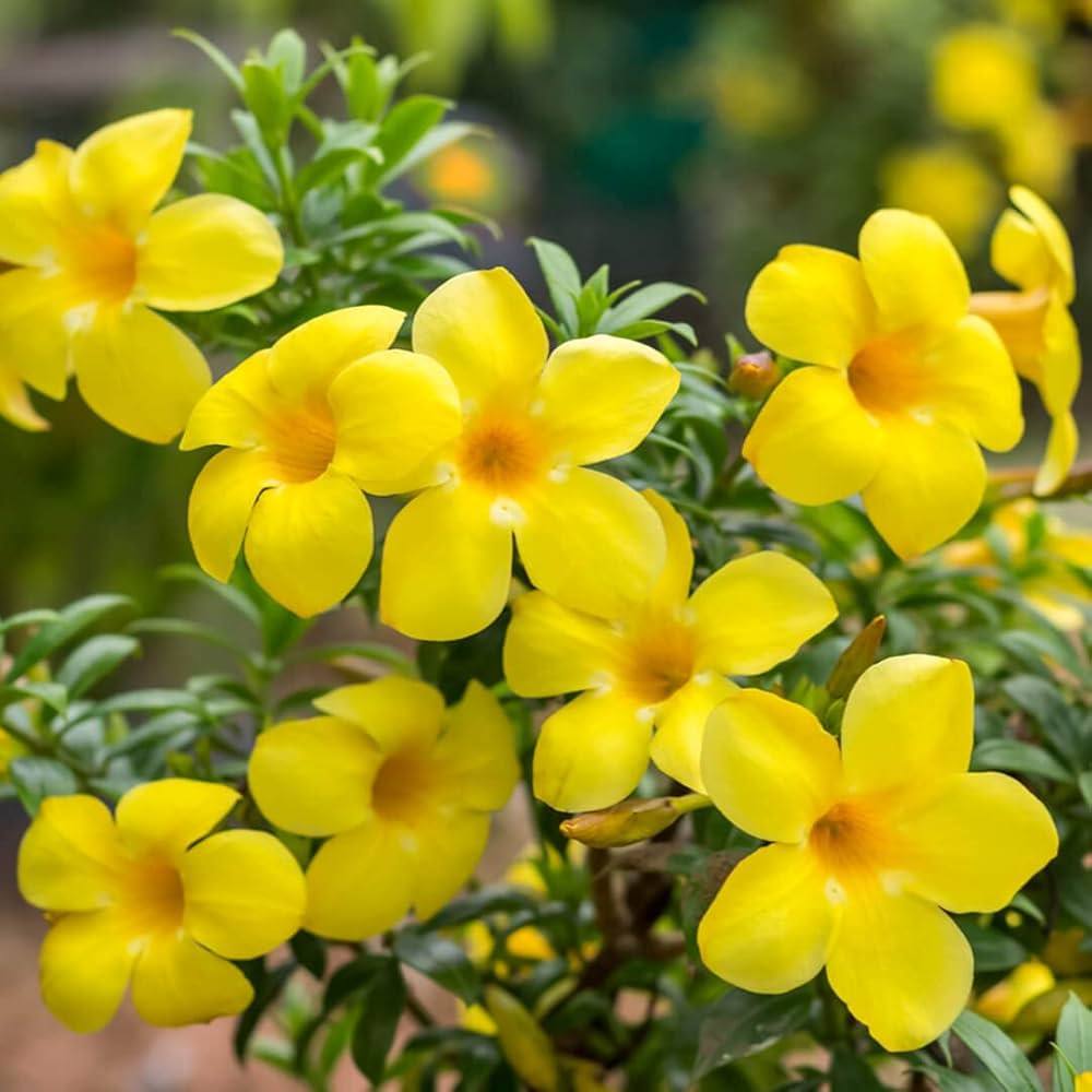 Yellow Allamanda Seeds for Planting  Perfect for Adding a Tropical Touch to Gardens and Green Spaces