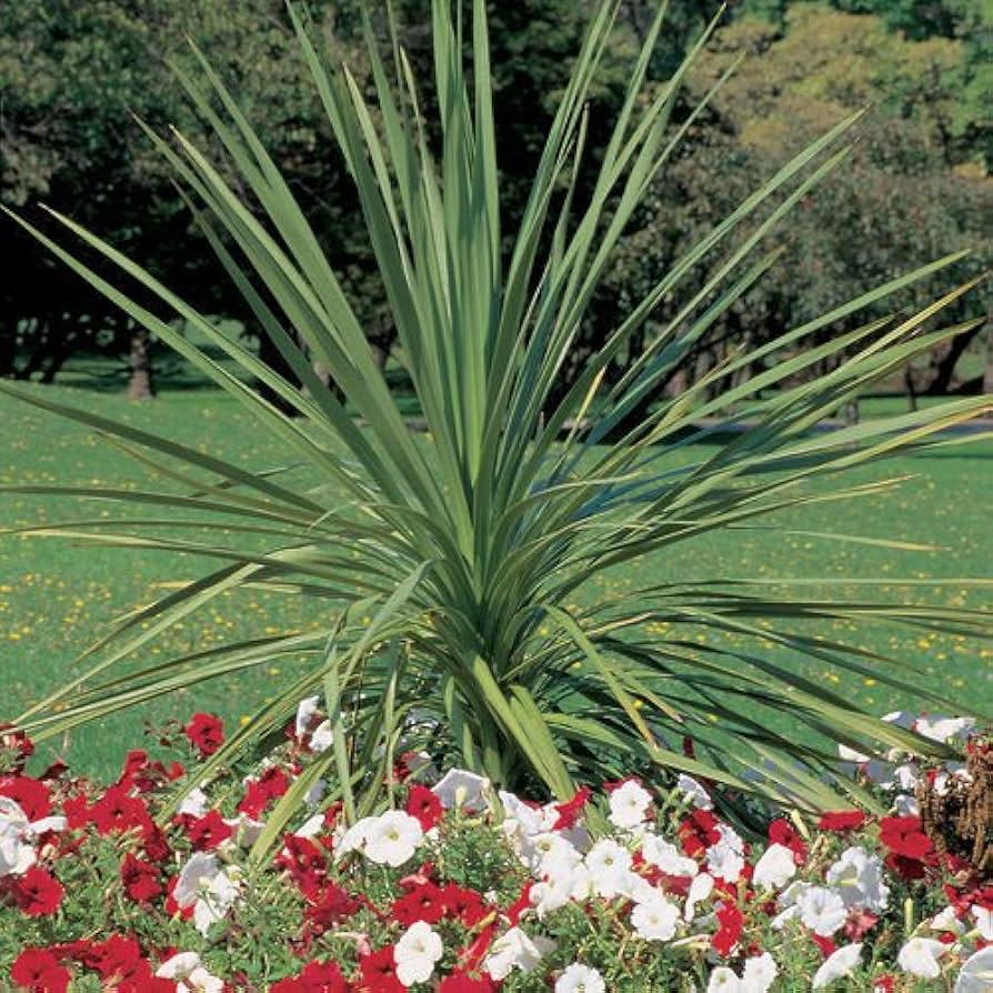 Dracaena Spike seeds for ornamental grass-like garden use