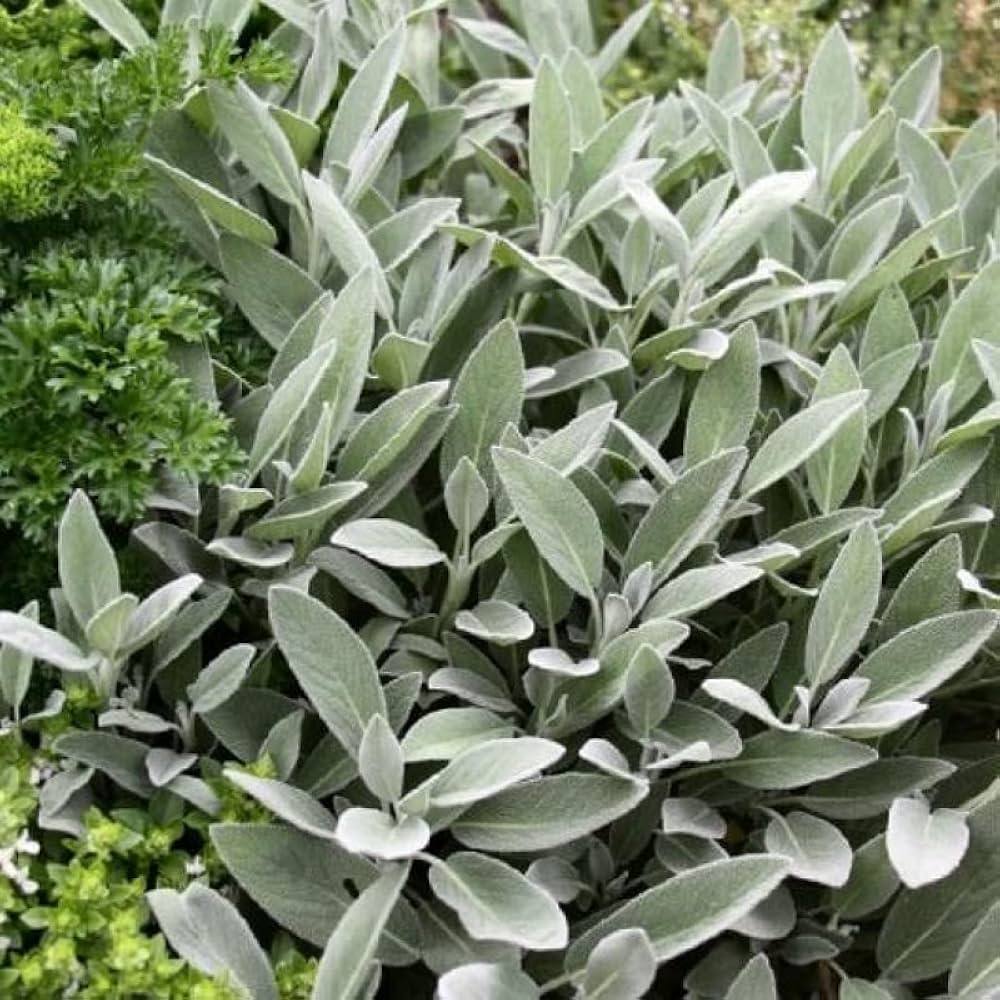 Sage Plant Seeds Salvia officinalis for Planting in Home Garden