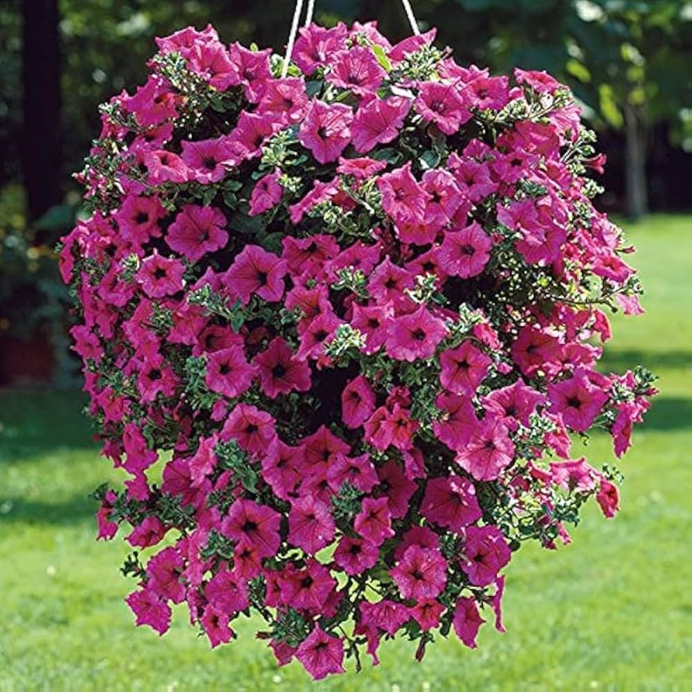 Pink Petunia Flower seeds for Planting - Seasonal Bloomer, Heirloom & GMO Free Seeds for Home Garden