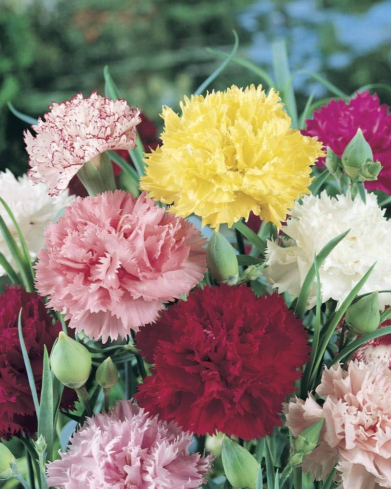 Pieces 16 Colors Available Carnation of Perennial Flowers