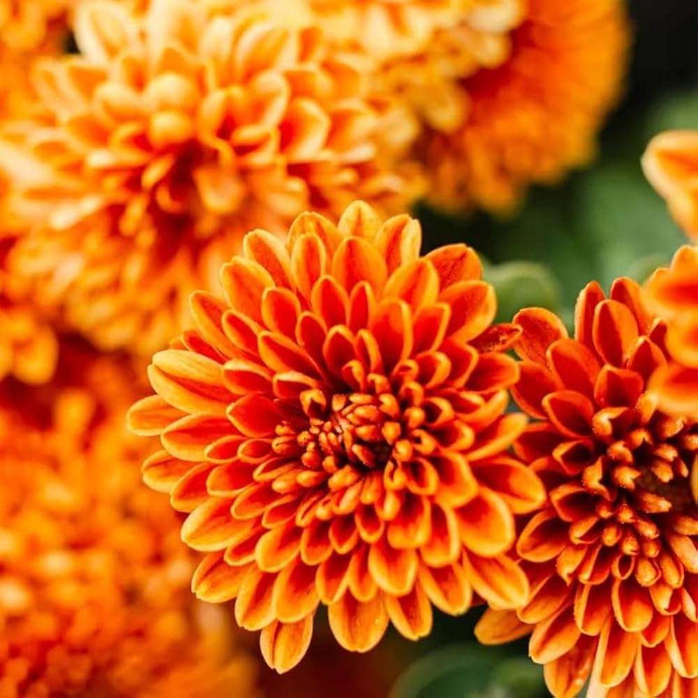Deep Orange Chrysanthemum Flower seeds for Planting - Sun Loving, Heirloom & GMO Free Seeds for Home Garden