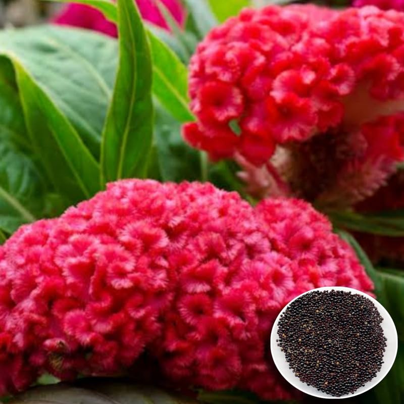 Cockscomb Seeds for Planting Celosia argentea for flower beds and ornamental gardens