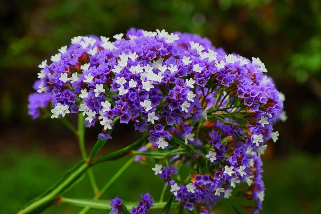 Rat Tail Statice Limonium suworowii Seeds for Planting in Flower Borders