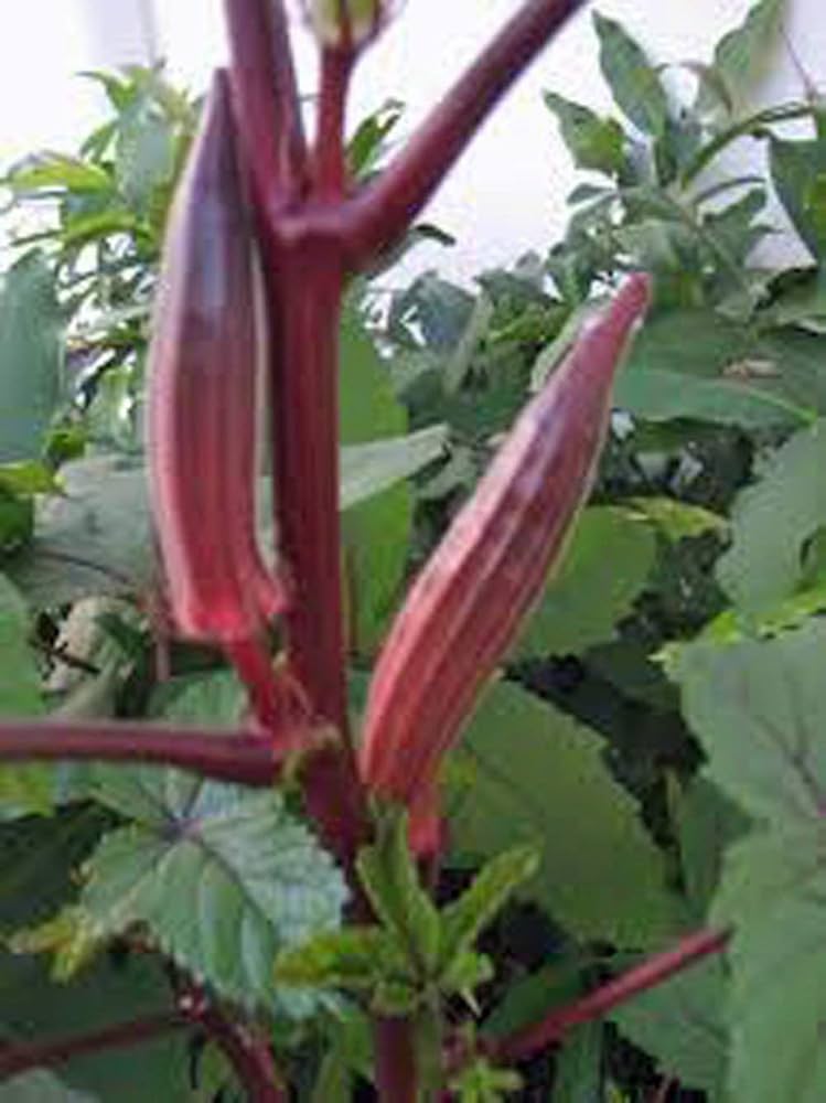 Hill Country Red Okra Seeds (IP051) for Heirloom Vegetable Gardens