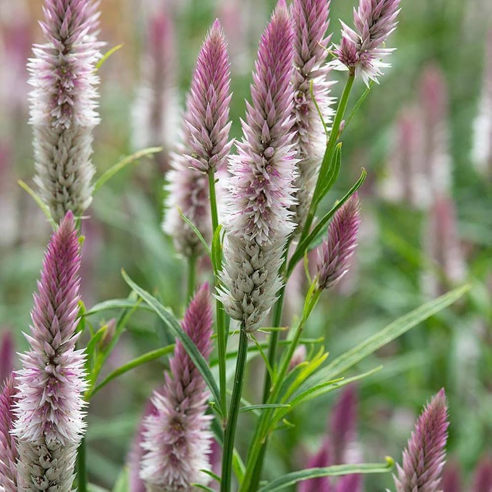 Heirloom Celosia Spicata Flower seeds for Planting Seasonal Bloomer Heirloom & GMO Free Seeds for Home Garden