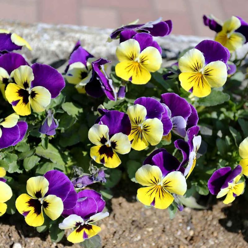 Johnny Jump Up Viola tricolor Seeds for Planting - Perfect for Flower Bed & Urban Garden