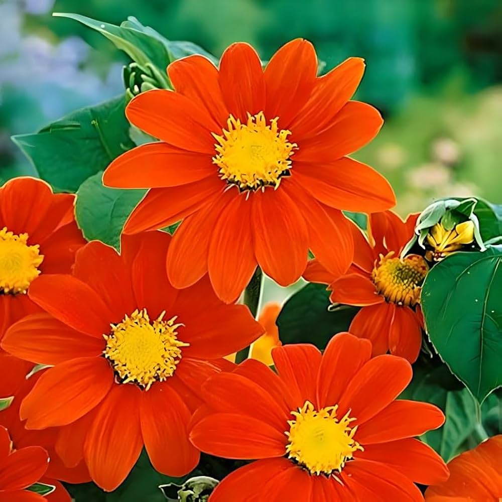 Mexican Sunflower Tithonia Seeds (Mexikanische Sonnenblumenkerne)