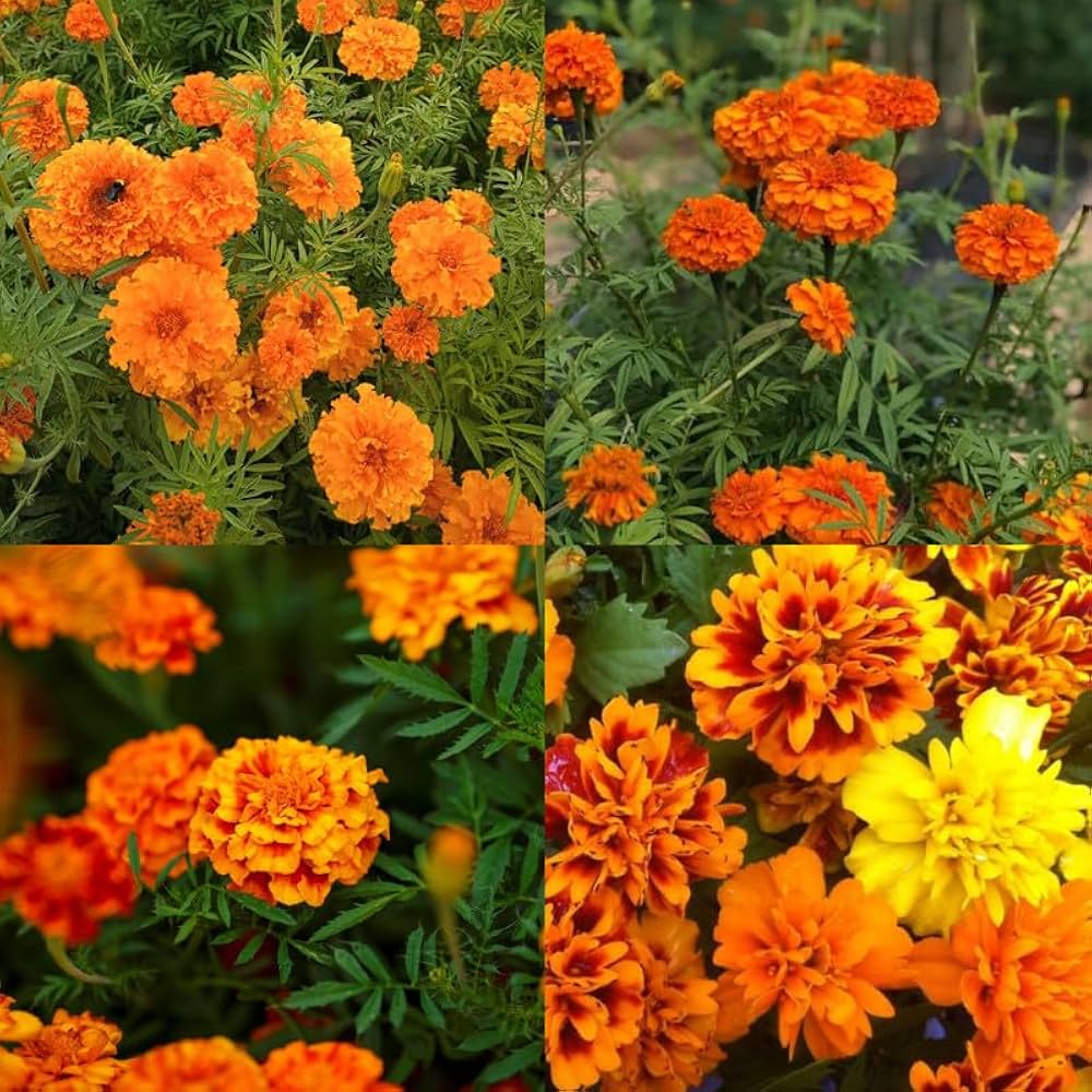 Dainty Marietta Marigold Seeds Tagetes patula for Planting in Vegetable Patch and Flower Border