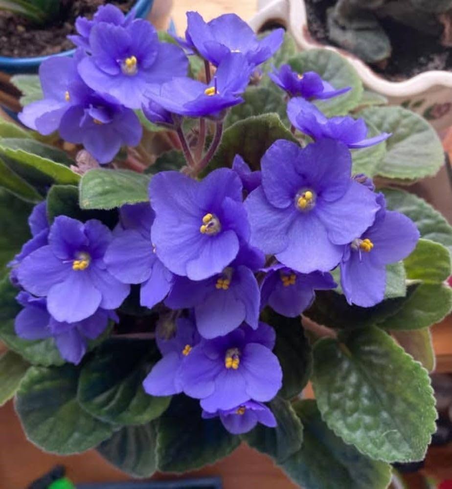 Begonias Azules Flower seeds for Planting Vibrant Colors Heirloom & GMO Free Seeds for Home Garden
