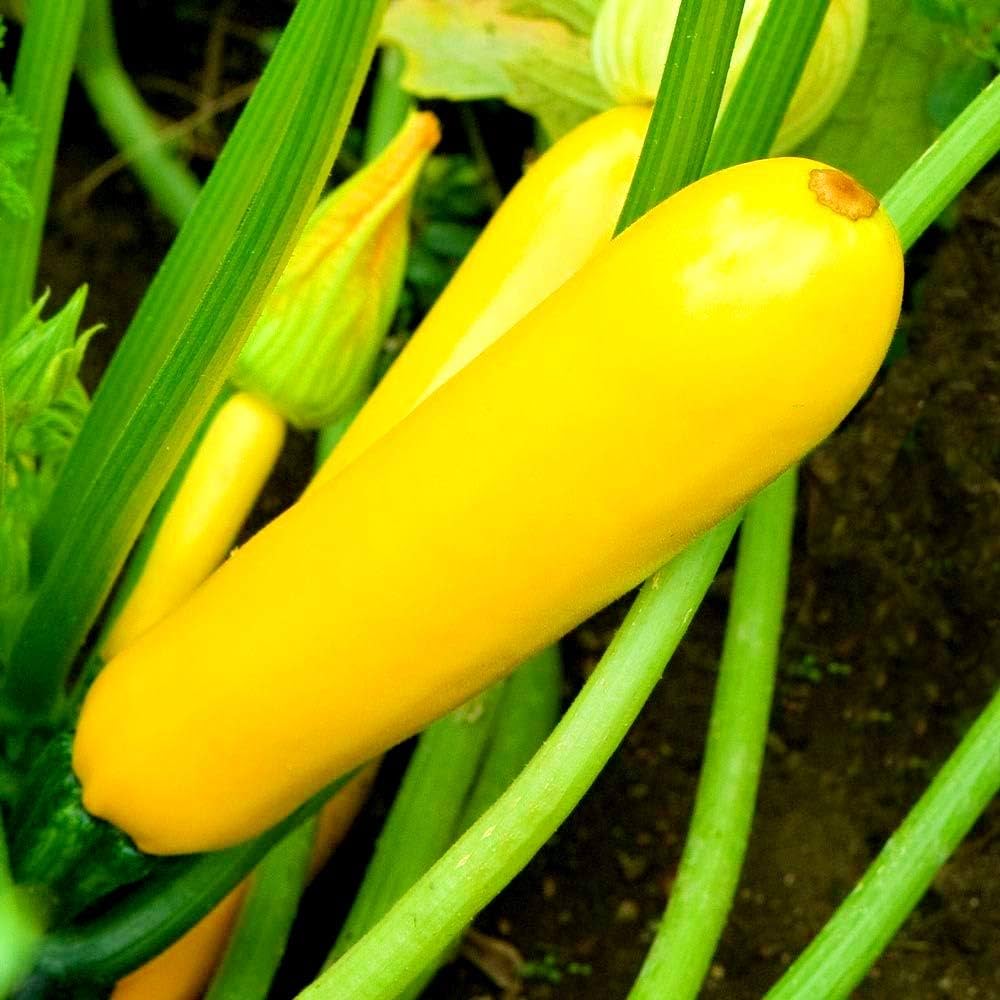 Yellow Vegetable Seeds for Bright, Nutrient-Packed Veggies