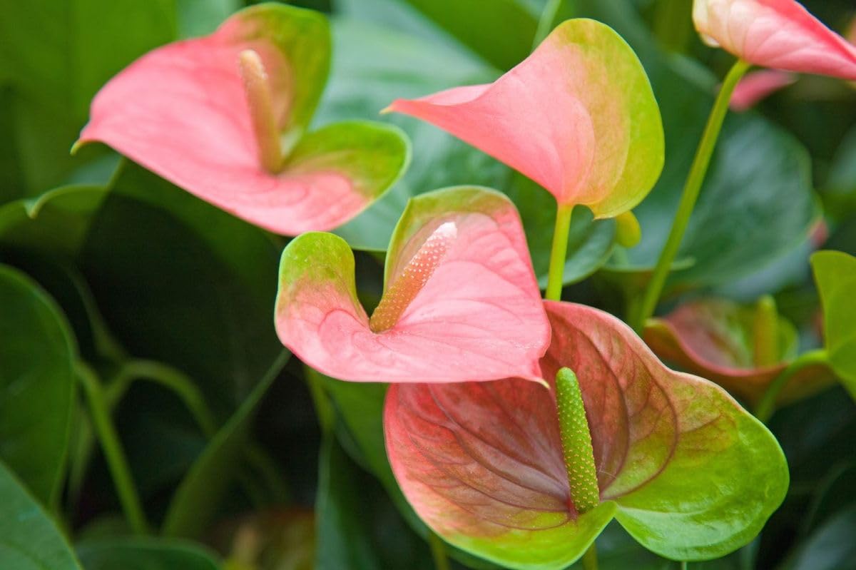 Anthurium Andraeanu Pink Seeds for Planting - Evergrowseeds