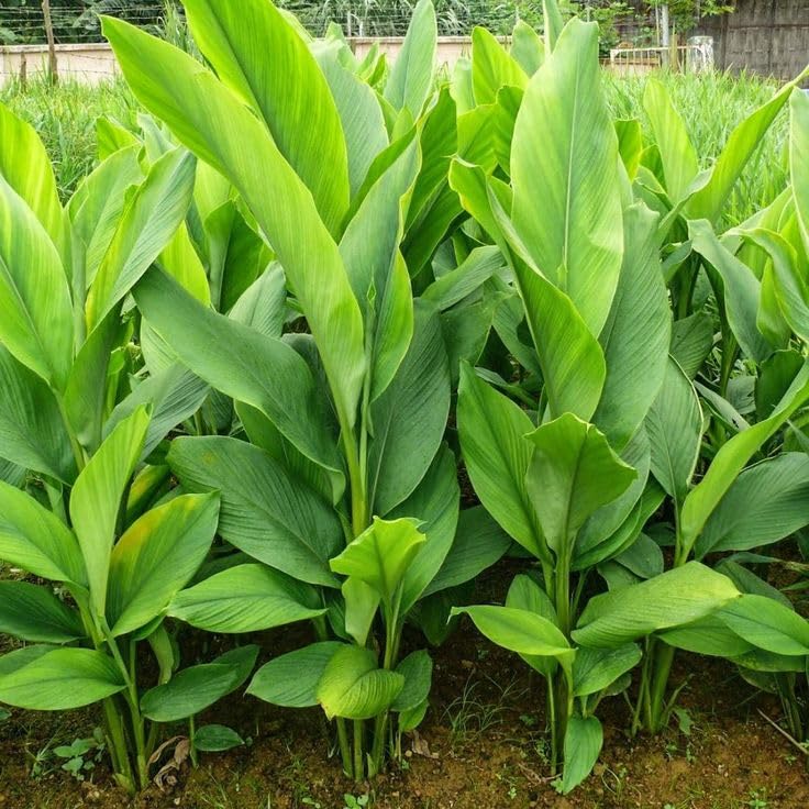 Curcuma Longa Seeds for Planting - Mixed Varieties Heirloom Non-GMO Seeds