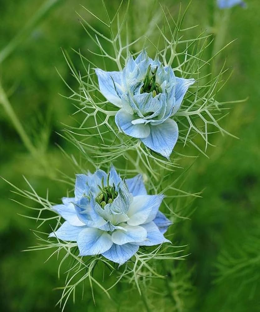 Nigella Papillosa Seeds for Planting Nigella papillosa for flower beds and wildflower gardens