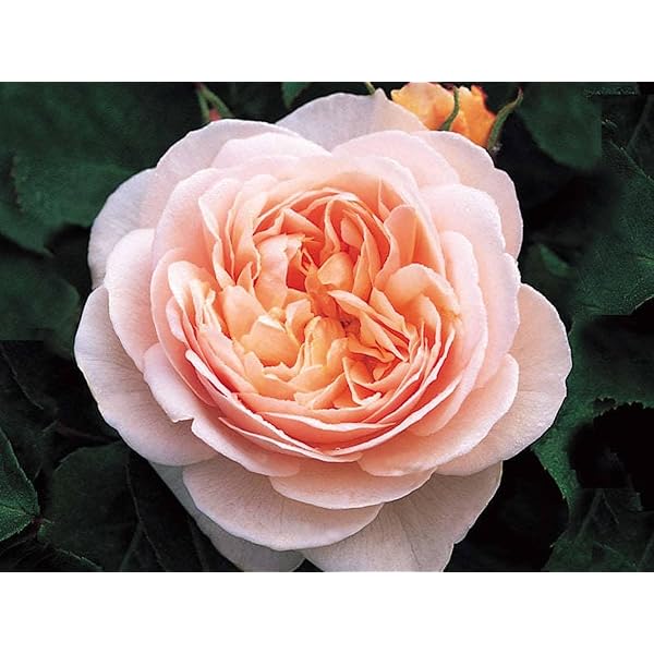 Juliet Rose Rosa spp. Seeds for Planting in Flower Bed & Garden