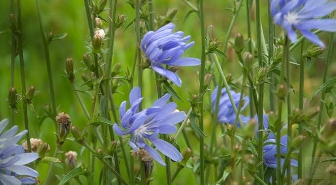 Chicory Flower Cichorium intybus Seeds for Planting in Herb Garden & Flower Bed