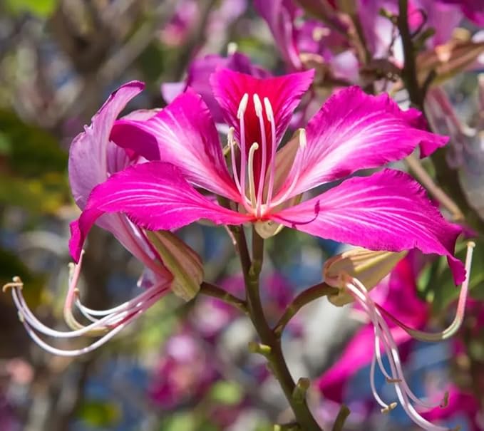 Orchid Flower Tree Orchidaceae spp. Seeds for Planting in Tropical Garden & Home