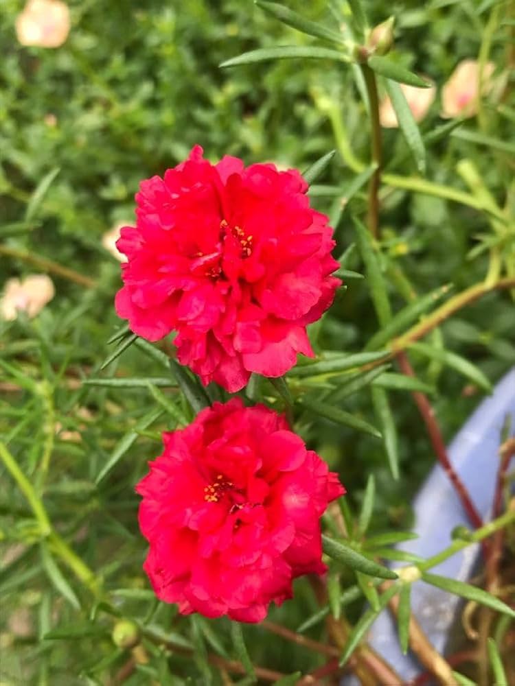 Paeonia Flower seeds for Planting - Easy to Grow, Heirloom & GMO Free Seeds for Home Garden