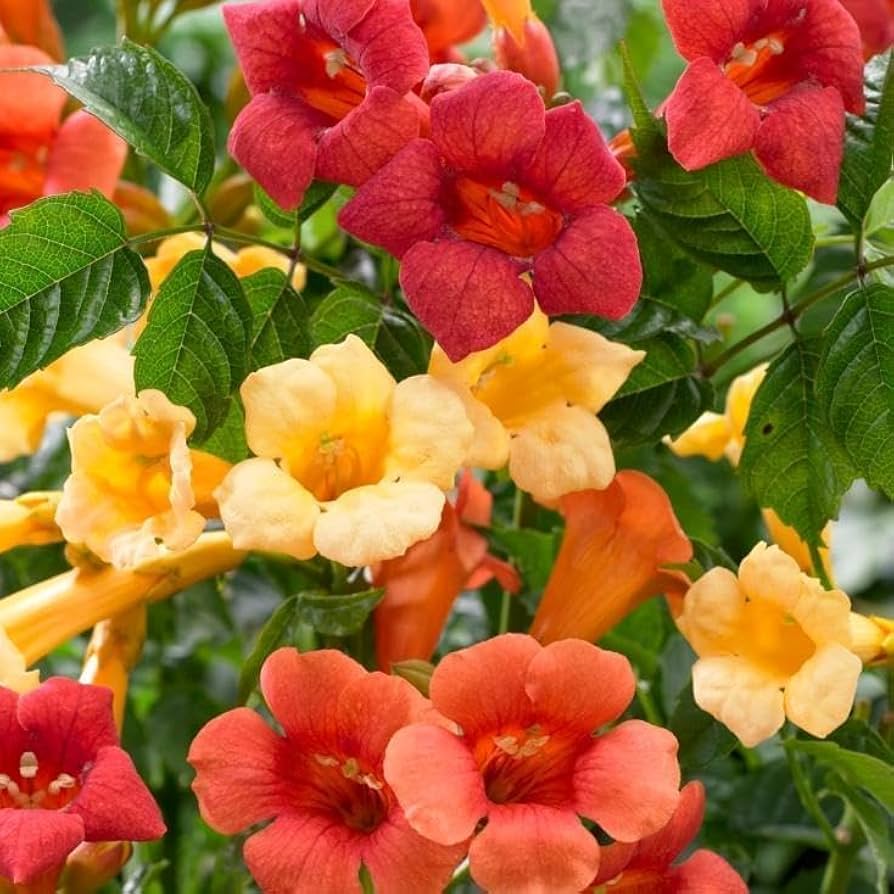 Hummingbird Haven Mixed Seeds for Planting in Pollinator Garden