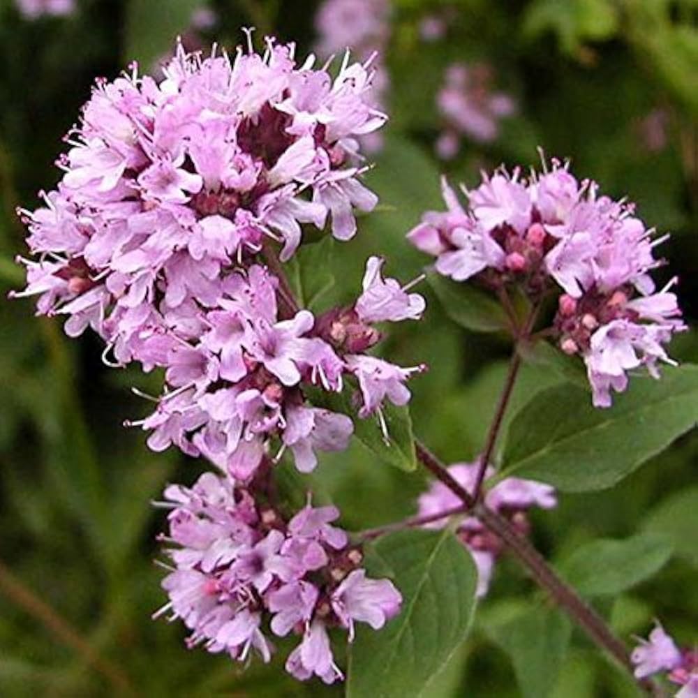 Purple Pulegium Flower seeds for Planting - Sun Loving, Heirloom & GMO Free Seeds for Home Garden