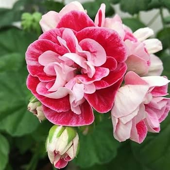 White Pink Geranium Flower Seeds for Planting  Seed for Beautiful Blooms