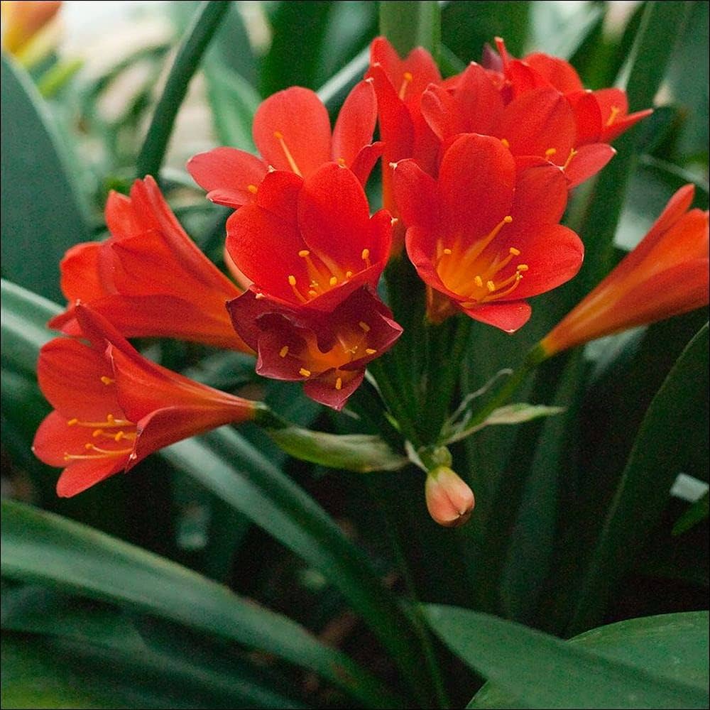 Mixed Clivia Flower Seeds for Planting - Vibrant Perennial Blooms